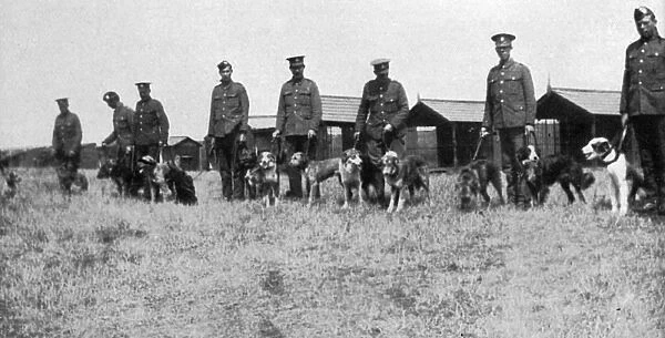 British War Dog School, Shoeburyness, 1917