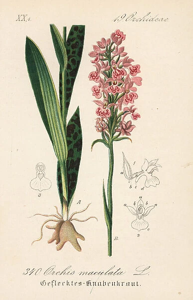 Heath-spotted orchid, Dactylorhiza maculata