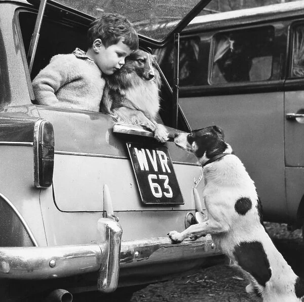 Little boy and pet dog in back of car, with dog visitor