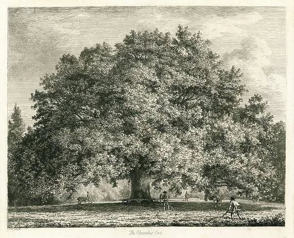 The Chandos Oak, Michendon House, Southgate, London (engraving)