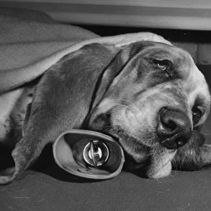 Basset hound with hot water bottle