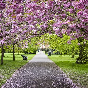 Cherry blossoms in Greenwich Park, London, England