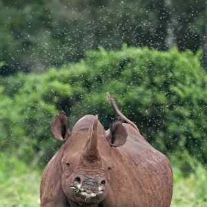 Kenya, A female black rhino surrounded by a swarm of flies in the Aberdare National Park