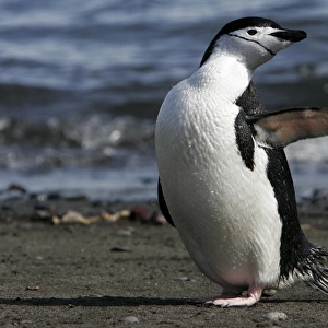 Adult chinstrap penguin (Pygoscelis antarctica) preening after returning from the ocean to feed on Barientos Island in the Aitcho Island Group, Antarctica