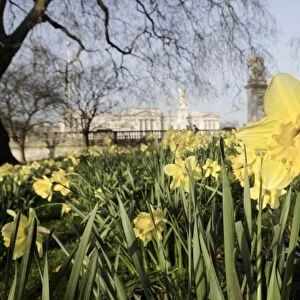 Buckingham Palace with Daffodils in Spring
