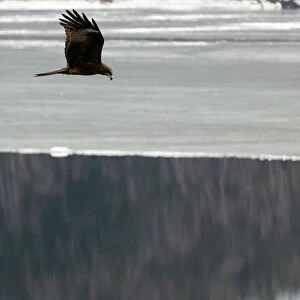 A bird flies above the Yenisei River outside Krasnoyarsk
