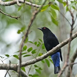 Asian Fairy-bluebird (Irena puella) adult male, perched in tree, Kaeng Krachan N. P. Thailand, november