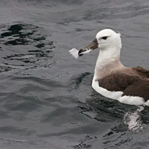 Black-browed Albatross (Thalassarche melanophrys) immature, first winter plumage, carrying feather in beak at sea, off Quintero, Chile, november