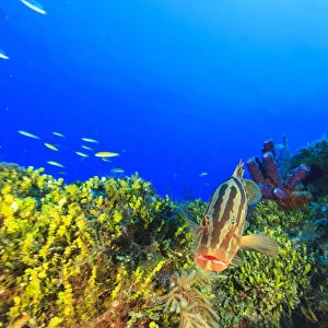 Nassau Grouper, Northern Bahamas, Caribbean