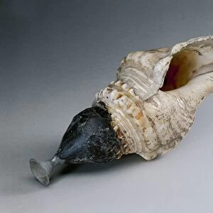 Conch shell trumpet, from Pompei