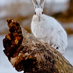 Snowshoe Hare on log