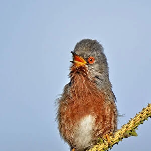 Dartford warbler (Sylvia undata) male perched, singing, Wales, UK, May