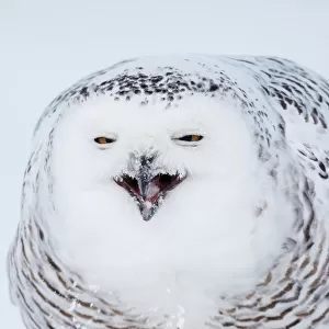 Snowy Owl (Nyctea / Buba scandiaca) crouched on snow covered ground, feeding, Canada