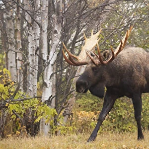 Bull Moose (Alces Alces) In Rutting Season; Anchorage, Alaska