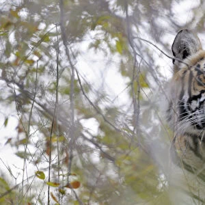 Bengal Tiger (Panthera tigris tigris) peeps through bushes, India, Rajasthan