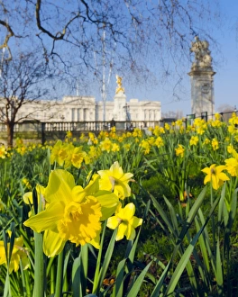 Buckingham Palace with Daffodils in Spring Buckingham Palace with Daffodils in Spring