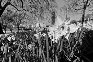 Buckingham Palace with Daffodils in Spring