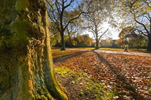 UK, England, London, Hyde Park in Autumn UK, England, London, Hyde Park in Autumn