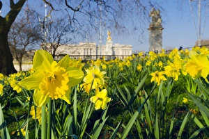 UK, England, London, St. James Park, Buckingham Palace with Daffodils in Spring