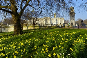 UK, England, London, St. James Park, Buckingham Palace with Daffodils in Spring UK, England, London, St. James Park, Buckingham Palace with Daffodils in Spring