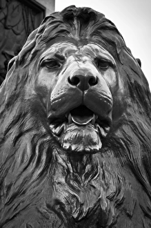 UK, England, London, Trafalgar Square, Nelsons Column, Lions by Edwin Landseer UK, England, London, Trafalgar Square, Nelsons Column, Lions by Edwin Landseer